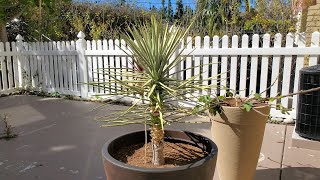 Growing Joshua Trees from Seeds Years 7479 [upl. by Pucida244]