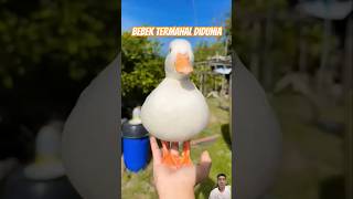 Bebek lucu termahal didunia 🦆 animals bebek lucu shortsvideo shorts [upl. by Ecyaj]