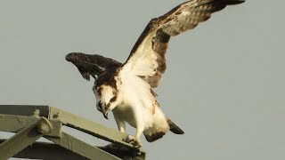 van visarend tot zeearend buffel en vos genoten vanmorgen vroeg wildlife eagle biesbosch natuur [upl. by Marti]