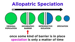 Types of Speciation Allopatric Sympatric Peripatric and Parapatric [upl. by Angus350]