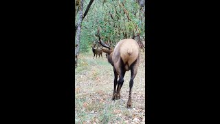 Elk mating time [upl. by Thisbe47]