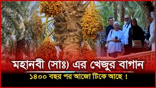 মদিনায় মহানবী সাঃ এর খেজুর বাগান দেখতে দর্শনার্থীদের ভিড়। Prophet Muhammad Dates Farm Madina [upl. by Eednas]