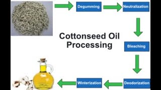 How Cotton Seed Oil is Manufactured in Factories  Expression Method  Complete Process With Diagram [upl. by Otreblide]