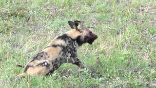 Wild Dogs with Kill  Londolozi [upl. by Dar314]