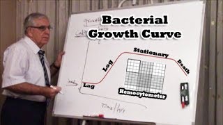 Bacterial Growth Curve  منحنى نمو البكتيريا [upl. by Mairem374]