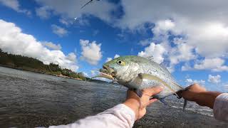 PluggingWhipping flies papio Kauai Hawaii [upl. by Notyalk948]