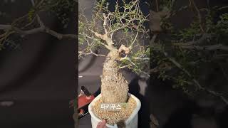 파키푸스Operculicarya pachypus 아프리카식물 bonsai 반려식물 plants 구근식물 [upl. by Pasia688]