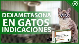 😸 DEXAMETASONA en GATOS Para qué sirve cómo funciona dosis y efectos secundarios 💊😸 [upl. by Ttevy]