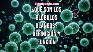 ¿Qué son los glóbulos blancos Definición y función [upl. by Edyak246]