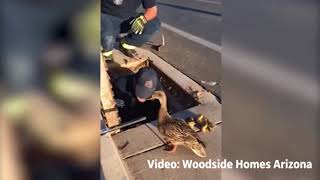 Cute Alert Watch Firefighters Rescue Ducklings as the Mama Duck Watches [upl. by Bethesda]