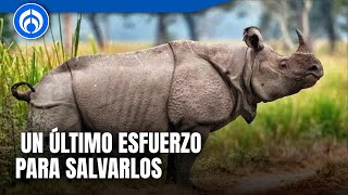 Rinoceronte de Java Una especie más luchando contra la extinción [upl. by Adam]