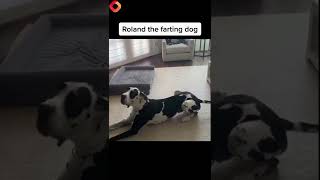 Dog with constant gas leaves TikTok users in stitches torturing owner with foul farts [upl. by Naeloj]