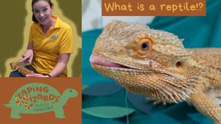 Leaping Lizards 1  What is a Reptile Bailey the bearded dragon [upl. by Wan581]