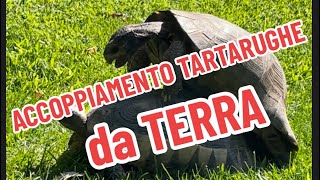 Corteggiamento e accoppiamento tartarughe da terra [upl. by Guillaume]