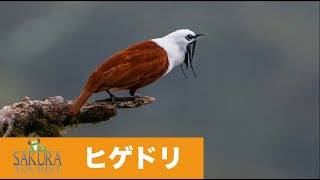 ヒゲドリ Threewattled Bellbird【コスタリカ】 [upl. by Ailemrac4]