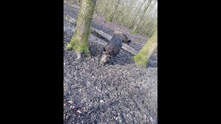 Wildschweine im Friedrichs Wald [upl. by Jorgenson]