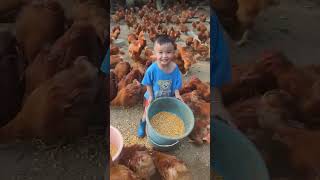 Rural children novice chicken farmers rural freerange chickens freerange chickens 163 [upl. by Janek]