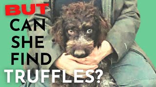 How Lagotto Truffle Training REALLY works [upl. by Oringas]