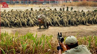 How Farmers and Hunters Deal with Millions of Komodo Dragon and Wild Boars  Farming Documentary P9 [upl. by Hooke]