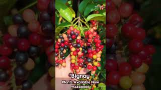 Bignay exoticfruitplants tropicalfruit tropicalfruittrees garden gardening plants fruitgarden [upl. by Asserac]