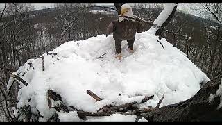 2024 Hanover Eagle restores nest in snow [upl. by Neomah]