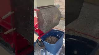 Processing Campfire Rudbeckia seed with the mobile seed trailer farm seeds agriculture process [upl. by Seek272]