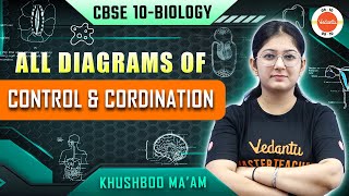 All diagrams of Control and Coordination  Class 10 Biology  Science  CBSE Board Exam 2024 [upl. by Knight]