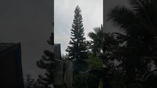 BEAUTIFUL PINE TREE IN PHILIPPINES PINETREE DAVAOCITY AMAZING [upl. by Perri]