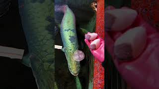 Huge Arapaima fish feeding  Worlds largest freshwater fish [upl. by Akirat]