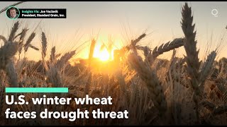 US Winter Wheat Threatened by Drought [upl. by Bruce860]