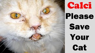 Outbreak  CalciVirus in cats  Sudden death  Vet Furqan Younas [upl. by Alyhc]