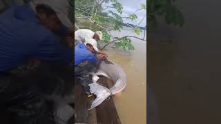 Pesca de piraiba o valenton de 160kg [upl. by Atnauqahs113]