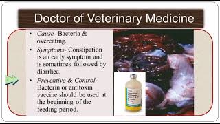 Enterotoxemia  Causes symptoms prevention diagnosis and treatment of enterotoxemia in animals [upl. by Duke419]