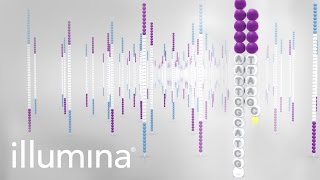 Overview of Illumina Sequencing by Synthesis Workflow [upl. by Yelrahs]