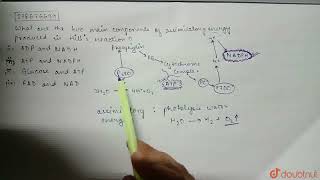 What are the two main components of assimilatory energy produced in Hill\s reaction   CLASS 1 [upl. by Schroth359]