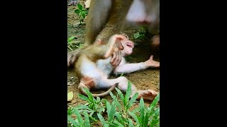 Abandon Monkey Home Ep052 Streams of Heartwarming Monkey Family Moments 🐒🎬 [upl. by Dora]