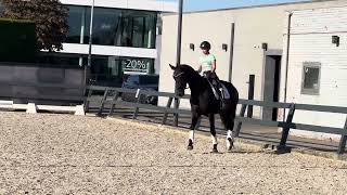 Dressage horse 5yo gelding [upl. by Quillan869]