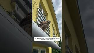 This family nurtured a kestrel outside their window and then this happened animalshorts [upl. by Ron818]