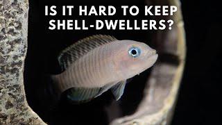 Shell Dweller Care and Breeding Guide  Neolamprologus Multifasciatus [upl. by Kensell]