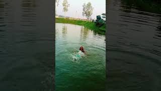 ও মাওই গো মাওই গো biyargithd বিয়েরগীত shortvideo git biyergit উত্তরাঞ্চরেরবিয়েরগীতও [upl. by Siwel]