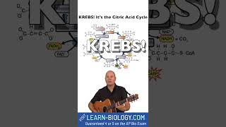 Krebs Cycle Song cellularrespiration krebs [upl. by Seuqcaj]