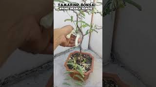 TAMARIND BONSAI wrong branch remove tutorialsvideo tamarindplant tamarindbonsai plantslover [upl. by Ahiel]