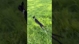 Italian greyhound female uk italiangreyhound greyhound puppy iggy zoomies running uk devon [upl. by Tasha]