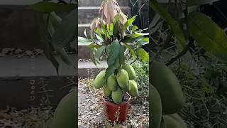 How to Graft a Mango Tree 🥭 New Technique of Growing Mango plants farming shorts [upl. by Nnalorac]