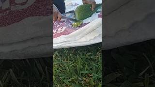 Unthorning aloe Vera the easy way garden aloevera shorts thornremoval viralvideo [upl. by Adnaram]