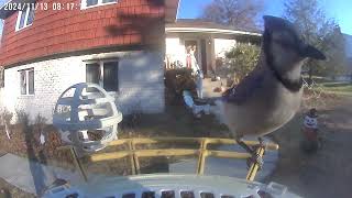 Daily Birdwatching  Netvue Birdfy Birdfeeder Cam  November 13 2024 [upl. by Xylia]