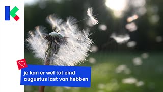 Hatsjie Heb jij ook last van pollen in de lucht [upl. by Halie]