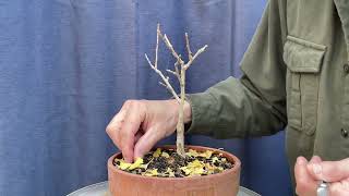 Various Deciduous Trees Late Fall Structural Pruning 1Nov2024 [upl. by Gayleen]