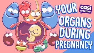 Your Organs During Pregnancy [upl. by Becker]