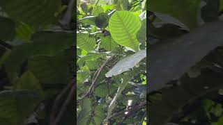 Leaves and fruits of Gardenia latifolia [upl. by Icken]